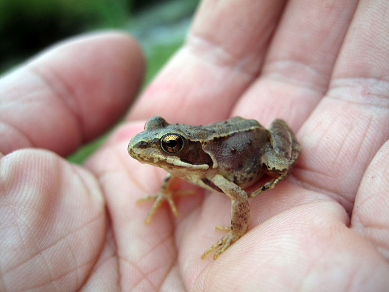 Amphibien