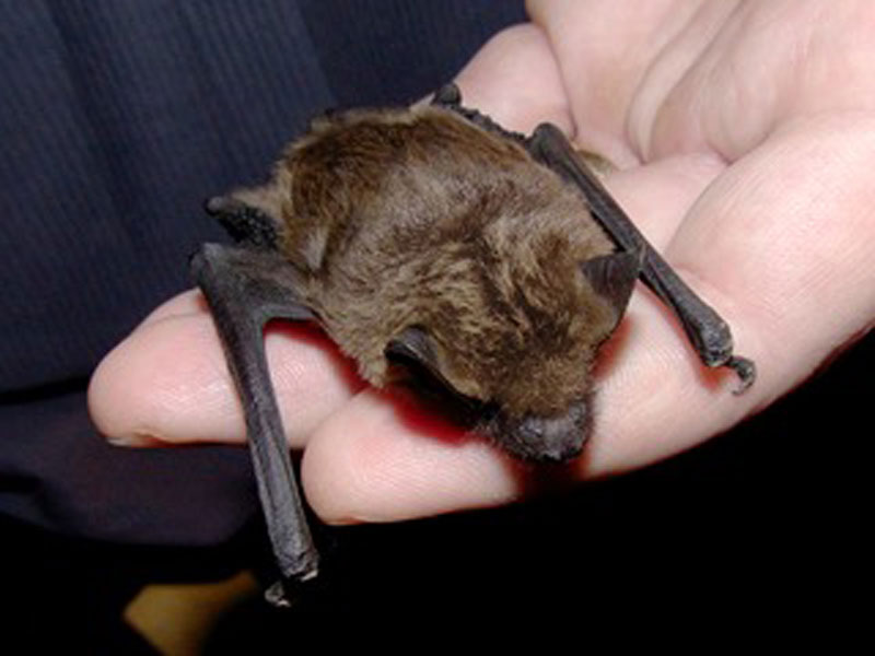 Säugetiere (inkl. Fledermäuse)