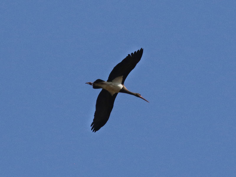 Ornithologie-Avifauna